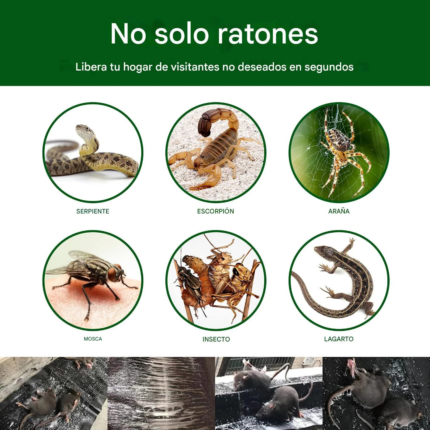 Trampa Adhesiva de  60×28 cm Elimina ratones  (2x Unidades)